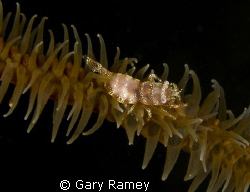 These Shrimp are very neutral colored during the day. The... by Gary Ramey 